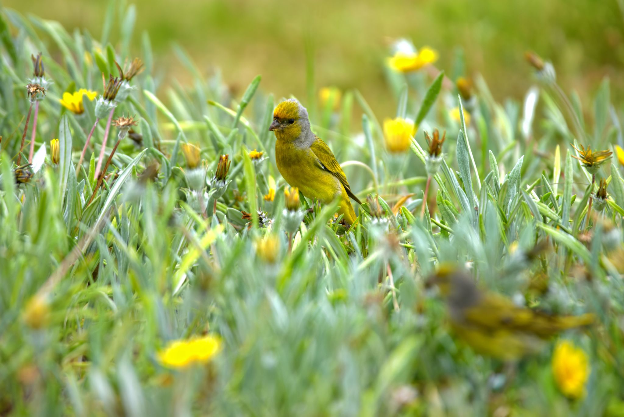 Knysna: Gelbscheitelgirlitz (Serinus canicollis), auch Kapkanarienvogel genannt